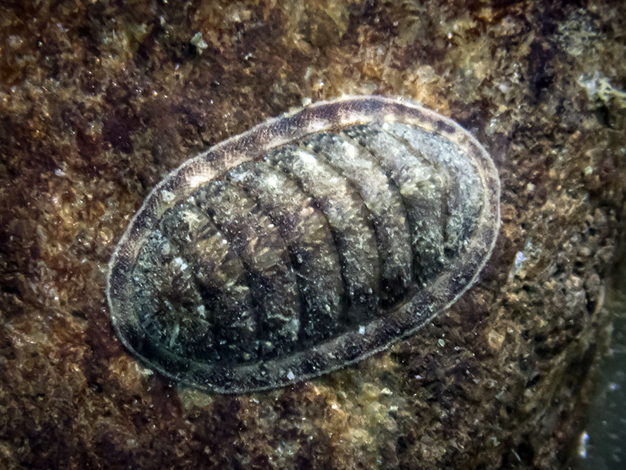 Ischnochiton caliginosus